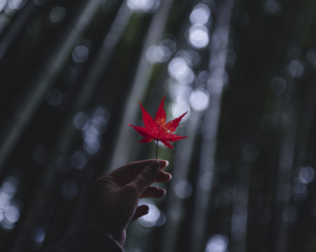 Close up of woman's hand holding maple leaf