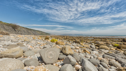 An ammonite fossil on the beach close to Lyme Regis on Dorset's - obrazy, fototapety, plakaty