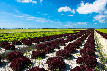 Spring Lettuce field