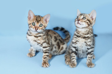 Fototapeta na wymiar Two adorable brown spotted bengal kittens on neutral blue background
