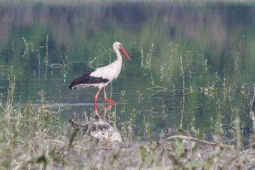 White stork on the river bank
