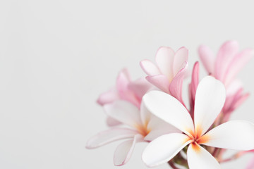 Fototapeta na wymiar Pink and white frangipani background