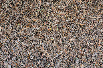 surface of clay and small needles - texture, background 1