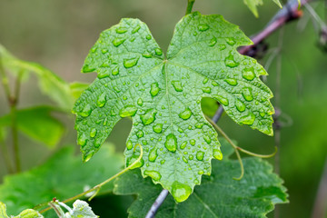 grape leaf with water drops