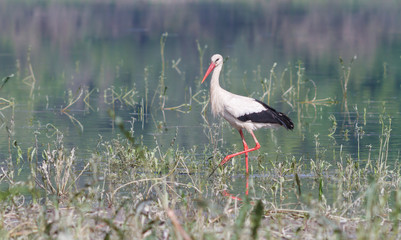 White stork on the river bank