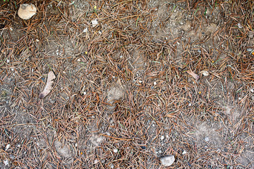 surface of clay and small needles - texture, background 7