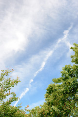 飛行機雲と木々