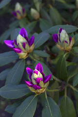 Obraz premium unopened Bud purple flower