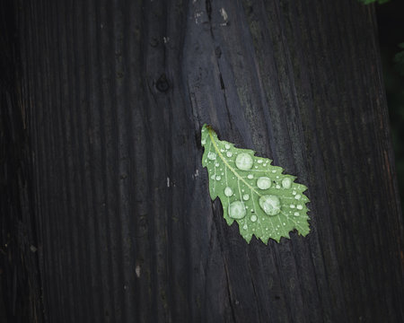 Close up of leaf
