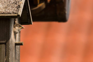 young sparrow at nesting box feeding