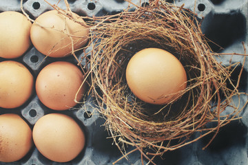 Eggs in a nest