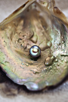 Close up of pearl in wet oyster