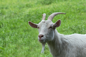 Naklejka na ściany i meble White horned goat on the green grass.