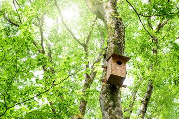 山の中の巣箱