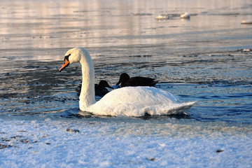 Лебедь в полынье