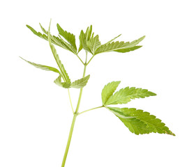 Bush cannabis isolated on white background