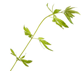 Bush cannabis isolated on white background