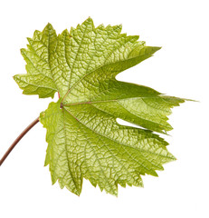 Green grape leaf. isolated on white background