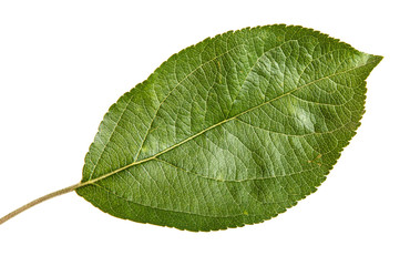 one apple leaf isolated on white background