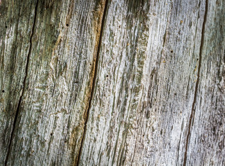 Old wood textures