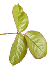 green leaf rose. Isolated on white background
