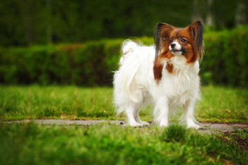 Obraz premium beautiful dog breed Papillon