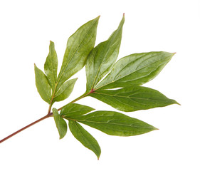 Obraz premium green leaves peony bush. isolated on white background