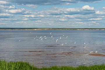 flock of gulls on the river