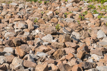 Wagtail on the rocks