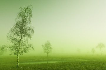 Fototapeta premium Mystic tree