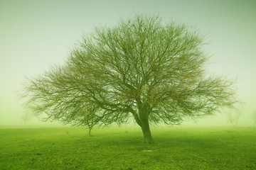 Fototapeta premium Mystic tree