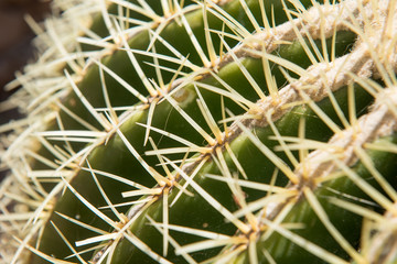 Barrel cactus close-up