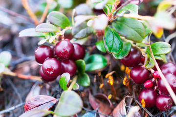 Small shrub with berries ripe cranberries.