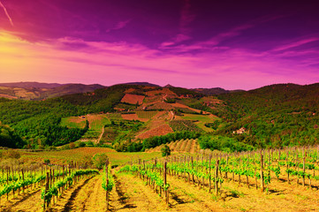 Fototapeta na wymiar Vineyard in Italy