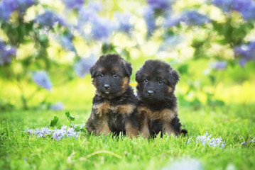 Two german shepherd puppies sitting in the garden of lilac