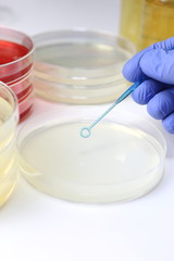 研究イメージ　細菌検査