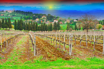 Fototapeta premium Vineyard at Sunset
