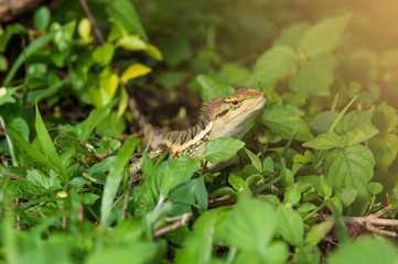 Forest Crested Lizard