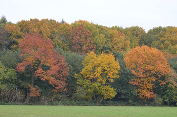 Obraz premium autumn forest on the edge of meadow