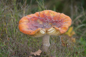 Fly amanita in mushroom garden