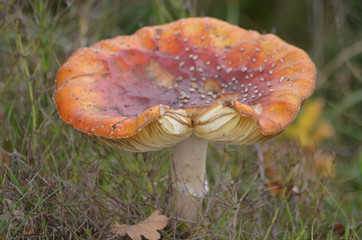 Fly amanita in mushroom garden