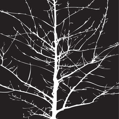Shape of  Tree without Leaves. Vector Illustration and backgroun