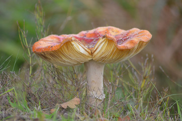 Red mushroom in forest