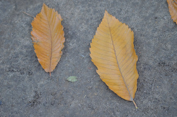Yellow fallen leaves of Castanea sativa, or sweet chestnut in autumn