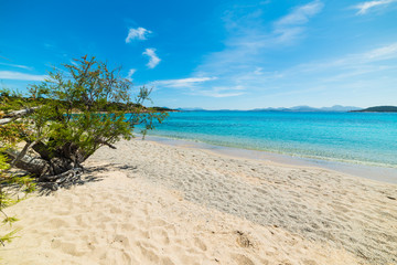 white sand and plants in La Celvia beach