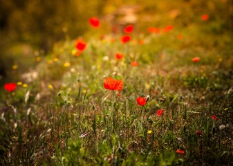 poppy field at sunset