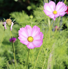 Pink Kosmeya flowers in the garden © kingan