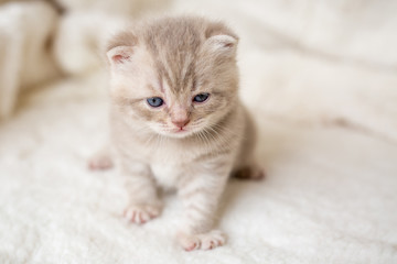 Fototapeta na wymiar Little light lop-eared kitten with blue eyes on a fur mat