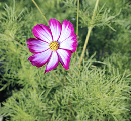 Pink Kosmeya flowers in the garden © kingan