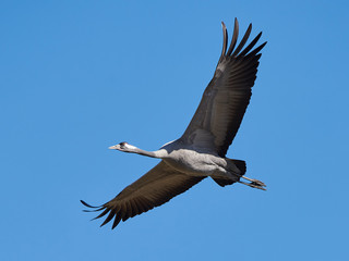 Common crane (Grus grus)